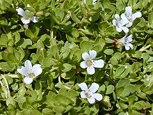 Cogniflex ingredients review Bacopa Monnieri